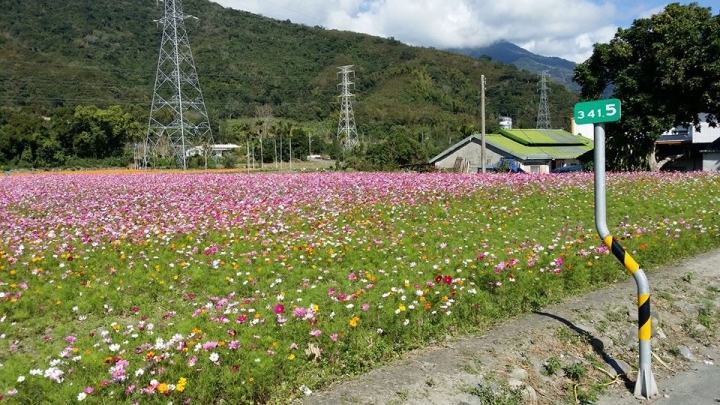 台九線難得的波斯菊花海