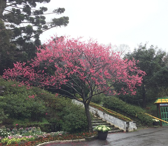 2015 陽明山櫻花季