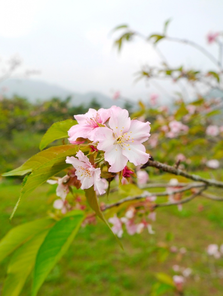 [分享] 遲來的開箱文，Panasonic GF6