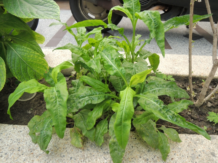 種波斯菊長出野菜?