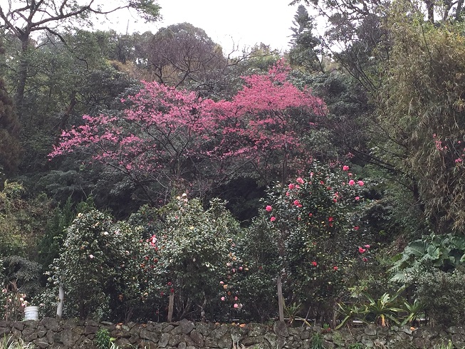2015 陽明山櫻花季