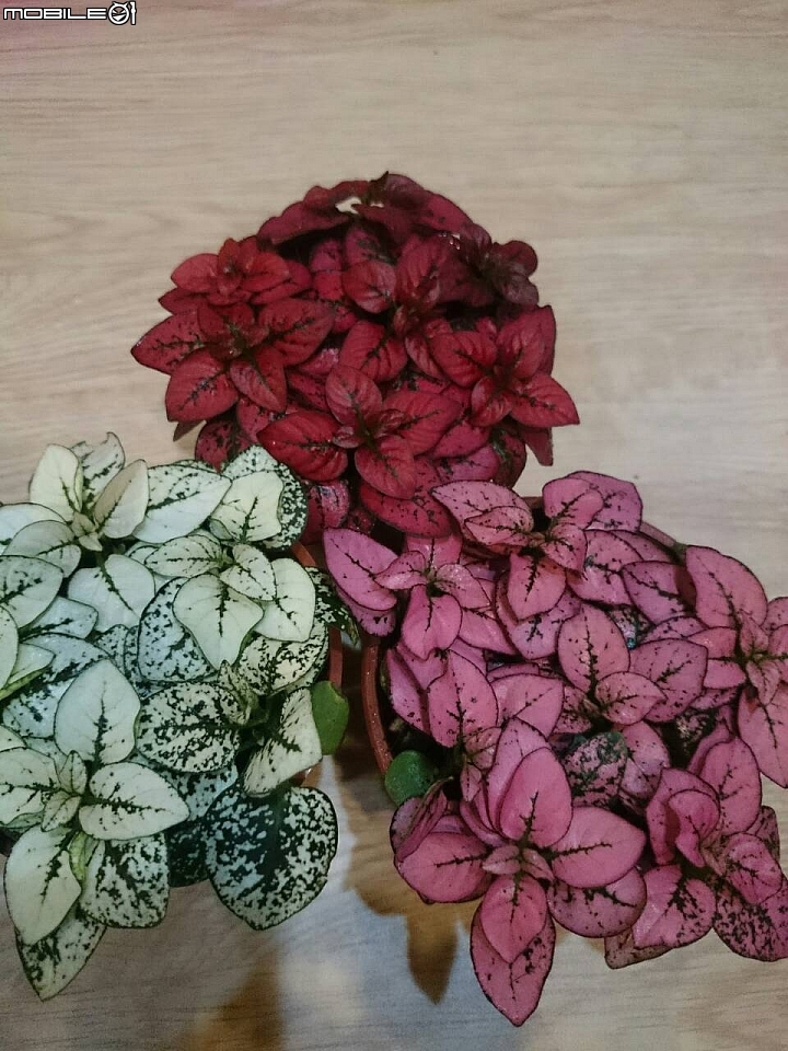 請問各位專家  此花的名稱是???感恩