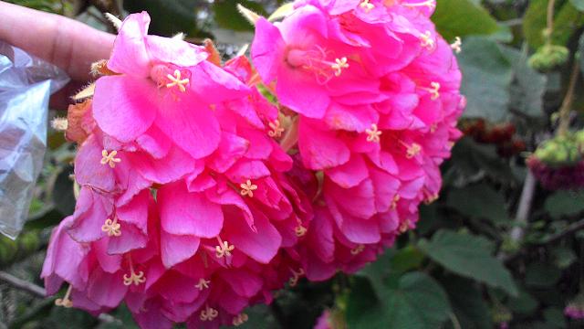 請問花草名？