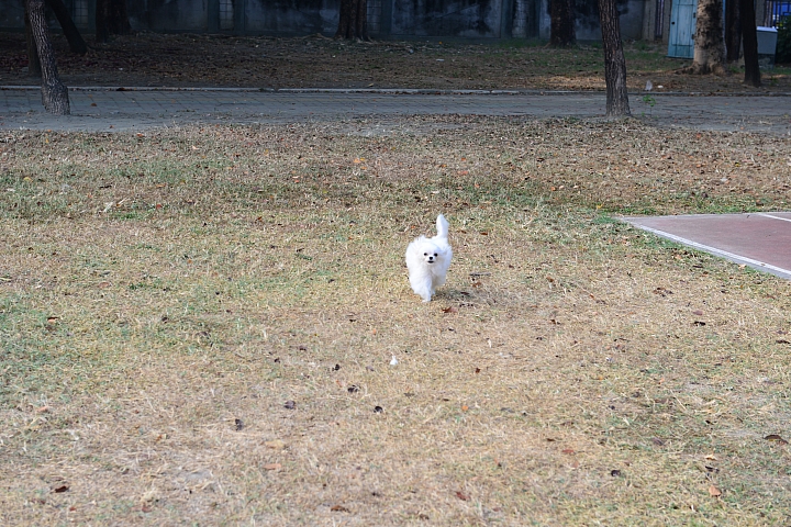好久沒養狗，又開始開心地溜狗，美好心情真的太棒了。