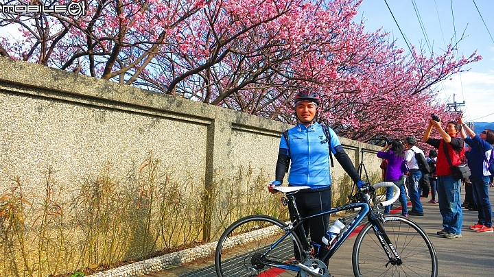 陽明山平菁街賞櫻嚕~