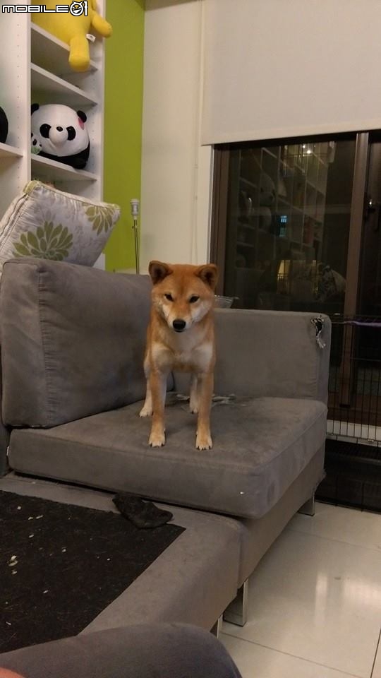 [協尋]柴犬米米不見了，主人很難過！請大家幫幫忙。[已經找到謝謝大家]