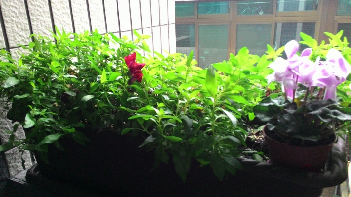 求助花草名和健檢