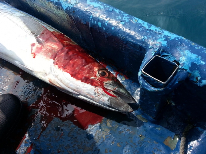 Sabeki 釣到 土魠魚 !!!