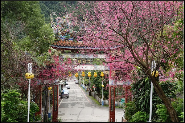 2015.02.01【單車遊記】烏來‧櫻之旅