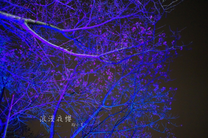 【2015台北賞櫻地圖】景點~北投復興三路賞夜櫻~迷人山櫻花隧道上方吳祀宗祠台北夜景交通攻略