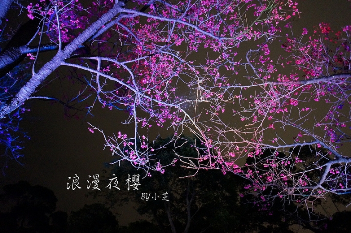 【2015台北賞櫻地圖】景點~北投復興三路賞夜櫻~迷人山櫻花隧道上方吳祀宗祠台北夜景交通攻略