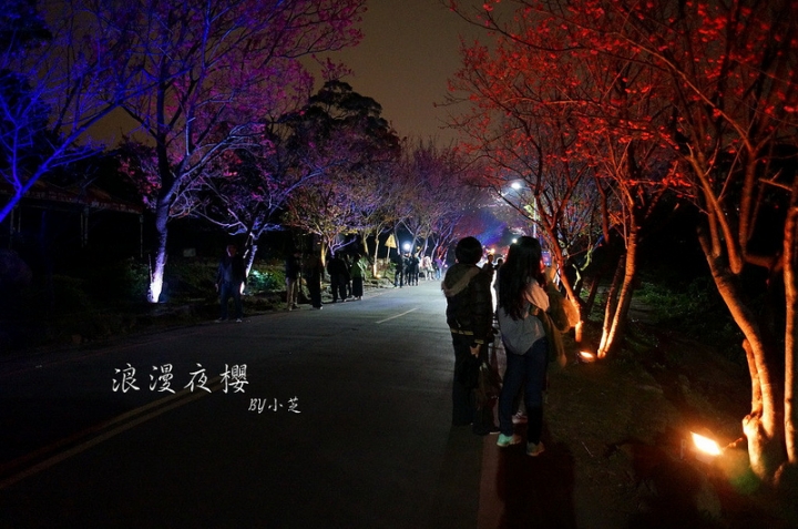 【2015台北賞櫻地圖】景點~北投復興三路賞夜櫻~迷人山櫻花隧道上方吳祀宗祠台北夜景交通攻略