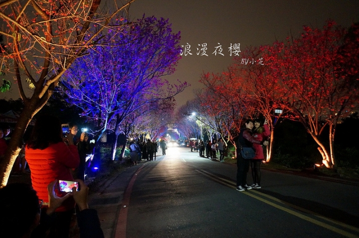 【2015台北賞櫻地圖】景點~北投復興三路賞夜櫻~迷人山櫻花隧道上方吳祀宗祠台北夜景交通攻略