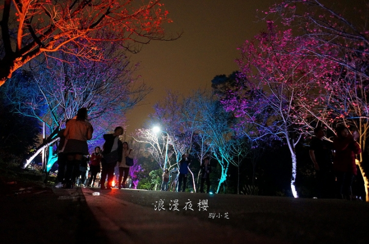 【2015台北賞櫻地圖】景點~北投復興三路賞夜櫻~迷人山櫻花隧道上方吳祀宗祠台北夜景交通攻略