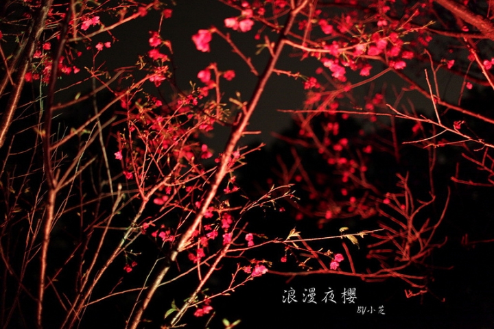 【2015台北賞櫻地圖】景點~北投復興三路賞夜櫻~迷人山櫻花隧道上方吳祀宗祠台北夜景交通攻略