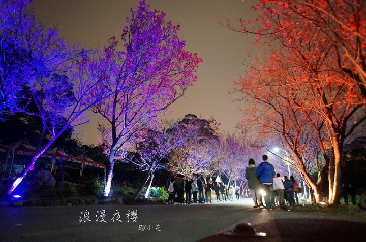 【2015台北賞櫻地圖】景點~北投復興三路賞夜櫻~迷人山櫻花隧道上方吳祀宗祠台北夜景交通攻略