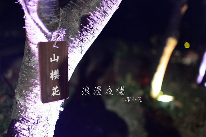 【2015台北賞櫻地圖】景點~北投復興三路賞夜櫻~迷人山櫻花隧道上方吳祀宗祠台北夜景交通攻略