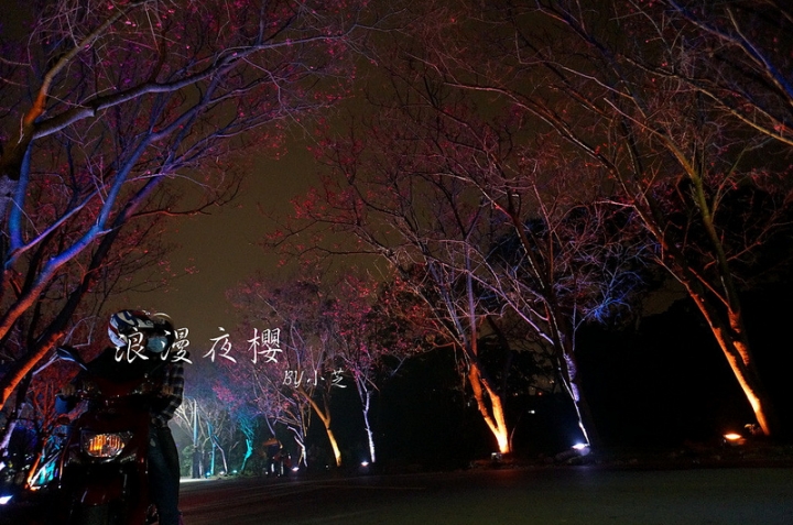 【2015台北賞櫻地圖】景點~北投復興三路賞夜櫻~迷人山櫻花隧道上方吳祀宗祠台北夜景交通攻略