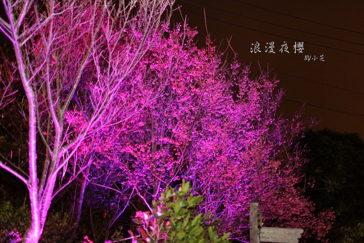 【2015台北賞櫻地圖】景點~北投復興三路賞夜櫻~迷人山櫻花隧道上方吳祀宗祠台北夜景交通攻略