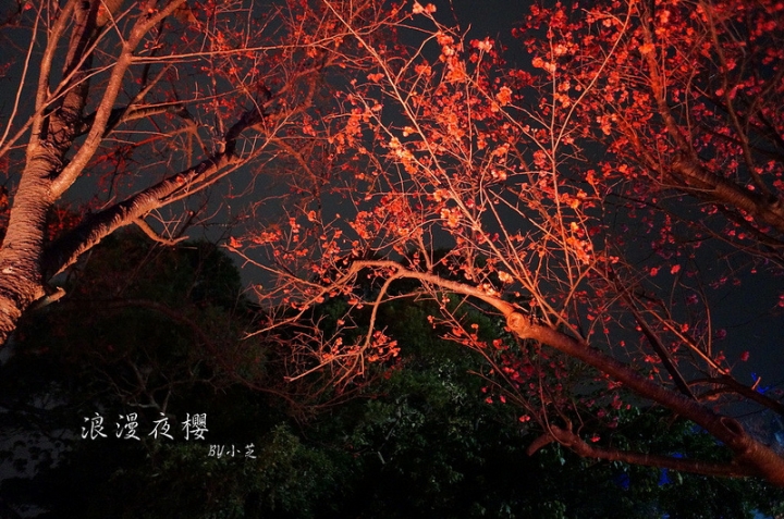 【2015台北賞櫻地圖】景點~北投復興三路賞夜櫻~迷人山櫻花隧道上方吳祀宗祠台北夜景交通攻略