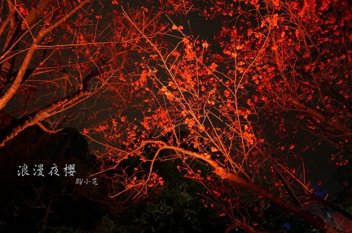 【2015台北賞櫻地圖】景點~北投復興三路賞夜櫻~迷人山櫻花隧道上方吳祀宗祠台北夜景交通攻略