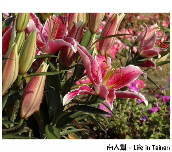 【台南市活動】超大超多水果.甜點等你來吃 # 2015百花祭 水萍塭公園 #