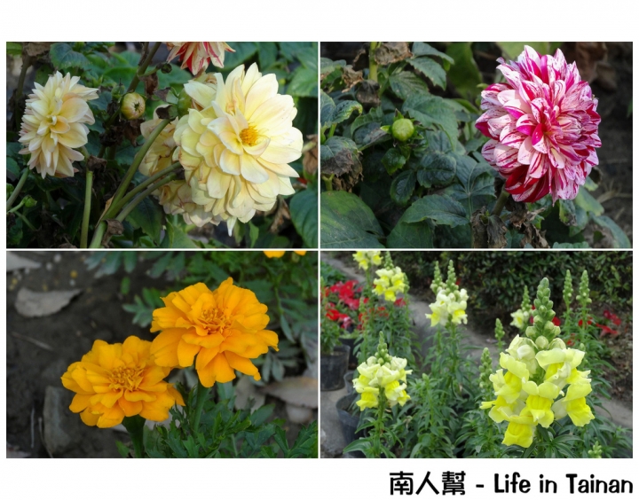 【台南市活動】超大超多水果.甜點等你來吃 # 2015百花祭 水萍塭公園 #