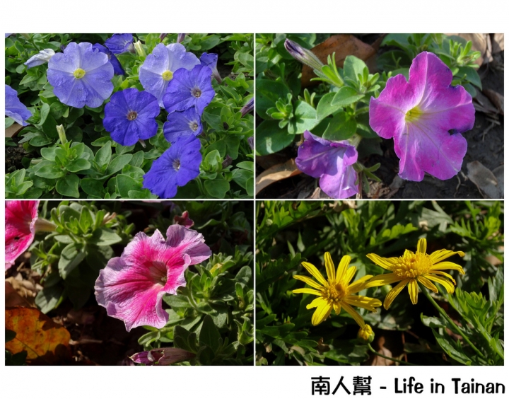 【台南市活動】超大超多水果.甜點等你來吃 # 2015百花祭 水萍塭公園 #