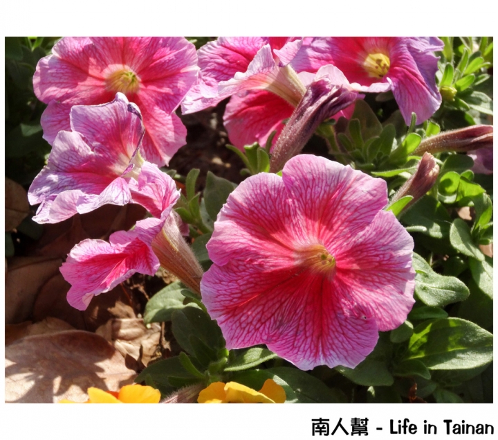 【台南市活動】超大超多水果.甜點等你來吃 # 2015百花祭 水萍塭公園 #