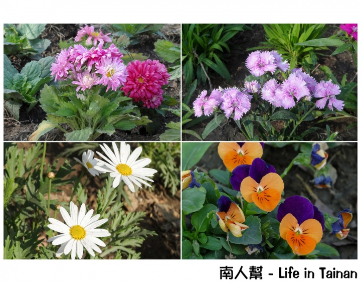 【台南市活動】超大超多水果.甜點等你來吃 # 2015百花祭 水萍塭公園 #
