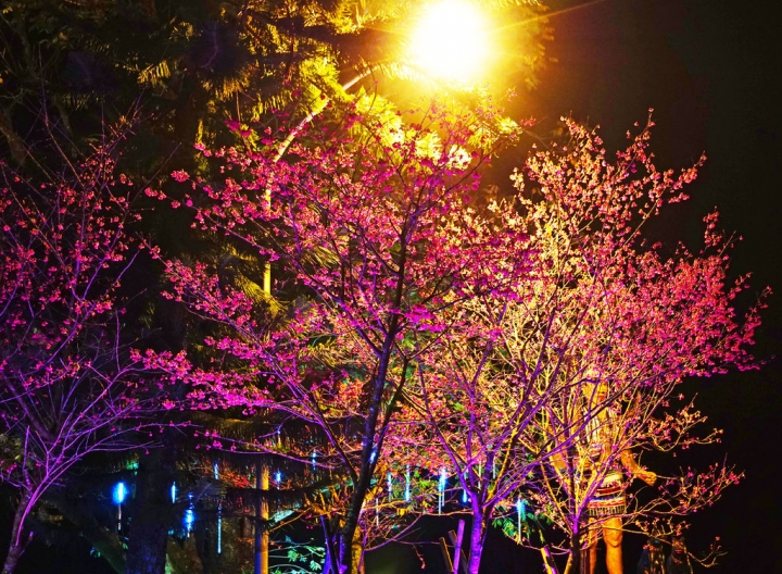 2015.2.7 櫻花季~新北市烏來區 勇士廣場 山櫻花/夜櫻