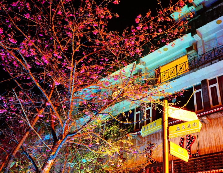 2015.2.7 櫻花季~新北市烏來區 勇士廣場 山櫻花/夜櫻