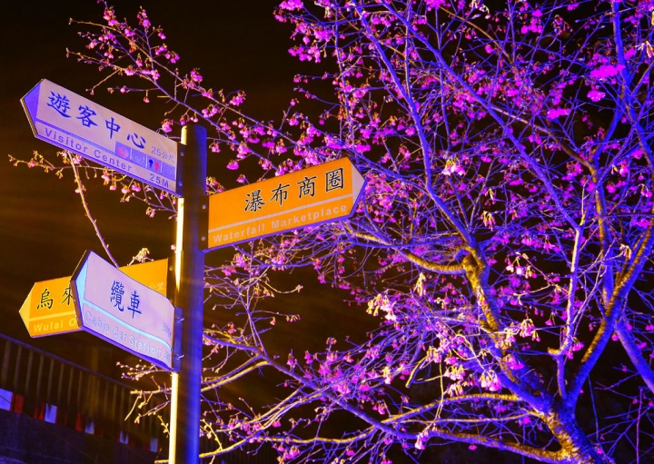 2015.2.7 櫻花季~新北市烏來區 勇士廣場 山櫻花/夜櫻