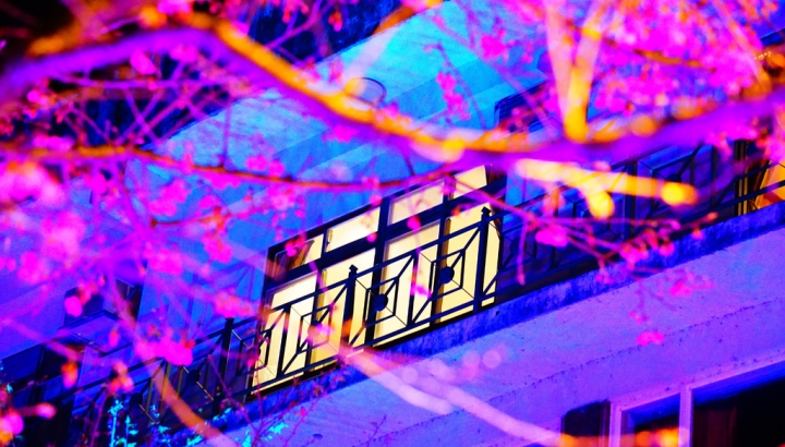 2015.2.7 櫻花季~新北市烏來區 勇士廣場 山櫻花/夜櫻