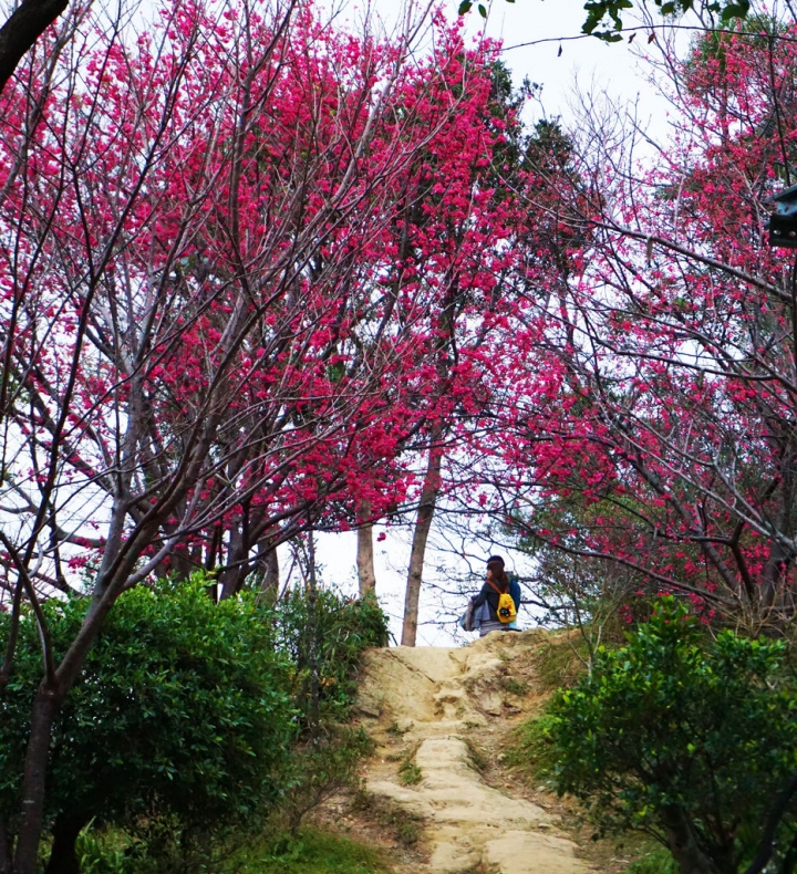 2015.1.25 櫻花季~新北市土城區太極嶺 山櫻花