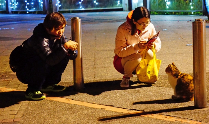 2015.2.7 櫻花季~新北市烏來區 勇士廣場 山櫻花/夜櫻