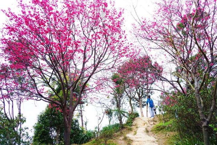 2015.1.25 櫻花季~新北市土城區太極嶺 山櫻花
