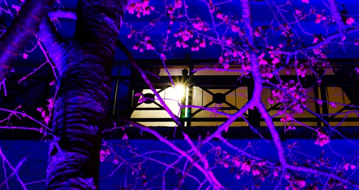 2015.2.7 櫻花季~新北市烏來區 勇士廣場 山櫻花/夜櫻