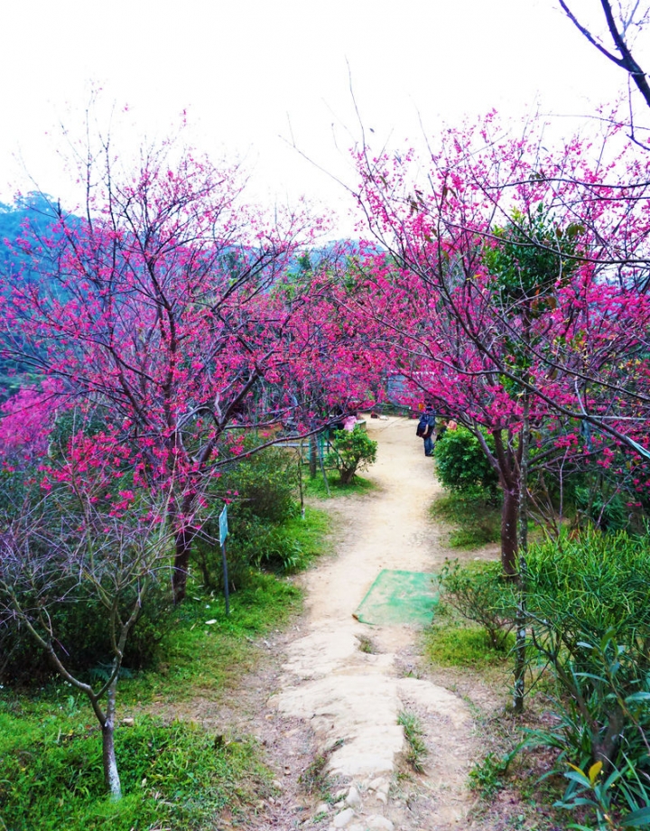 2015.1.25 櫻花季~新北市土城區太極嶺 山櫻花