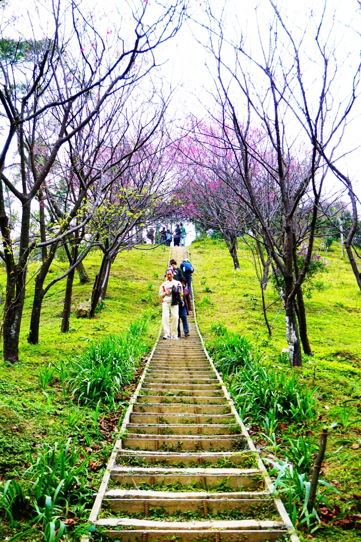 2015.1.25 櫻花季~新北市土城區太極嶺 山櫻花