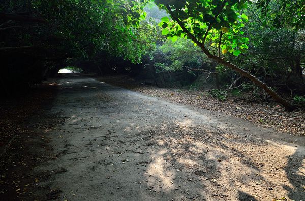 [強尼帶球 遊記] 台南 新營 長勝營區綠色隧道 隱身市區的秘徑