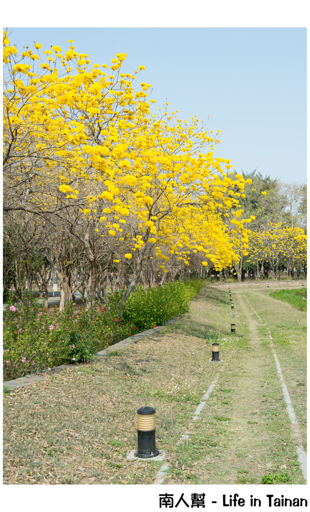 【台南市安平區-公園】億載公園裡花開了# 黃風鈴木.扶桑花.苦楝樹 #