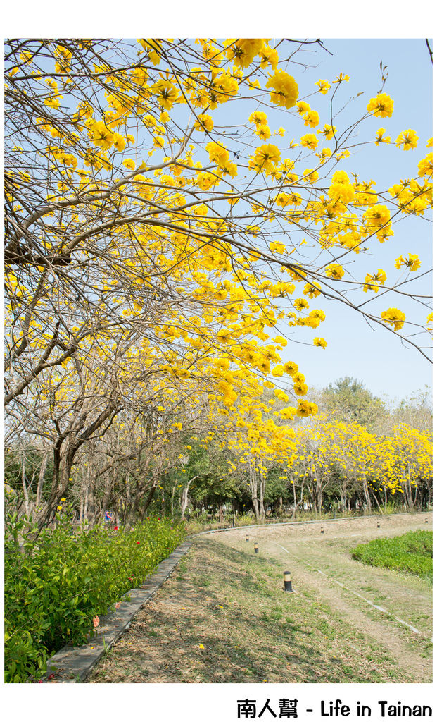 【台南市安平區-公園】億載公園裡花開了# 黃風鈴木.扶桑花.苦楝樹 #