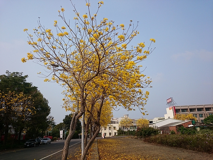佳里區黃花風鈴木