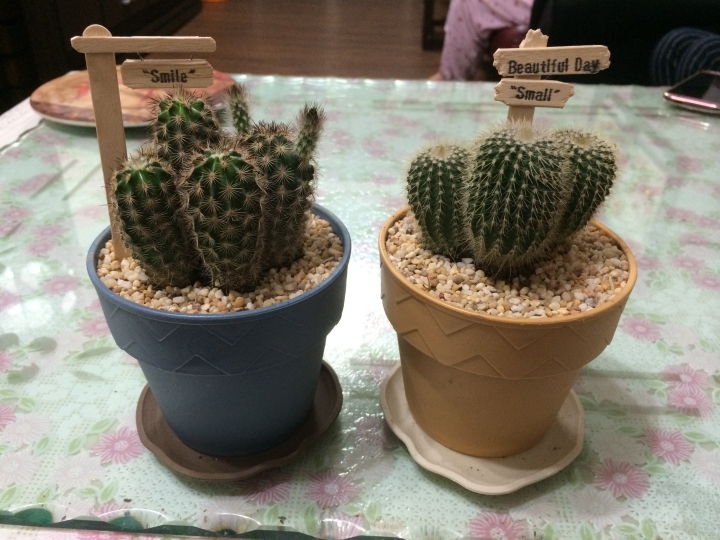 仙人掌換新家