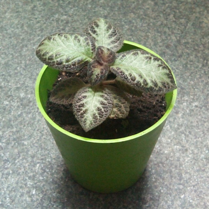 請問這種植物名稱是？