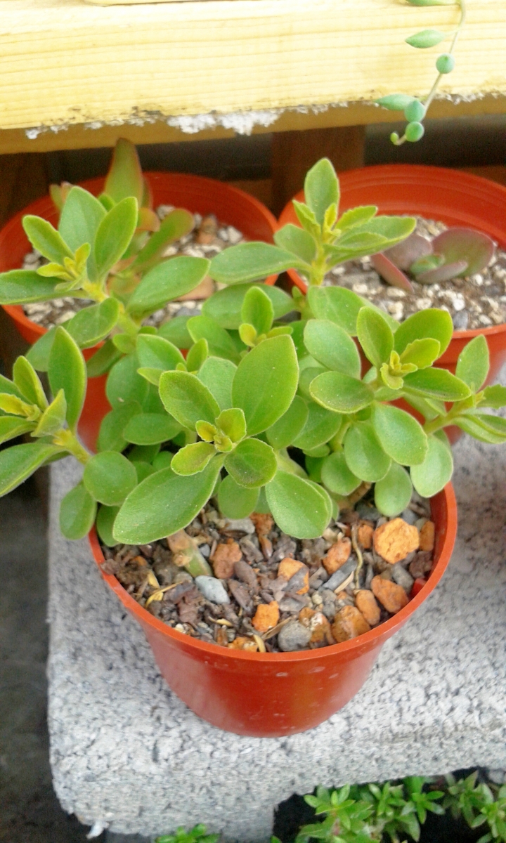 請問多肉植物名稱