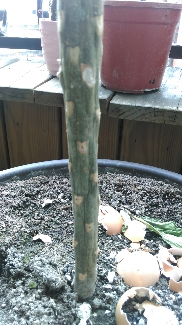 我的雞蛋花到底是澆水過多還是不足呢?