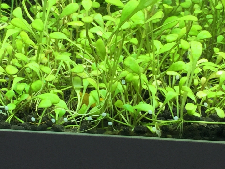 魚缸裏的奇怪又噁心的生物