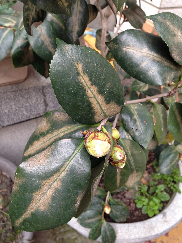 茶花疾病請益